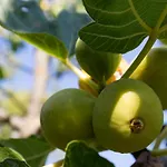 Agallis Corfu Hébergement de vacances Sokrákion