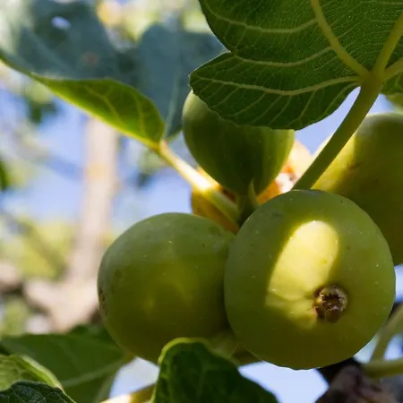 Agallis Corfu Σπίτι διακοπών Σωκράκι