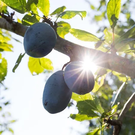 Agallis Corfu Σπίτι διακοπών