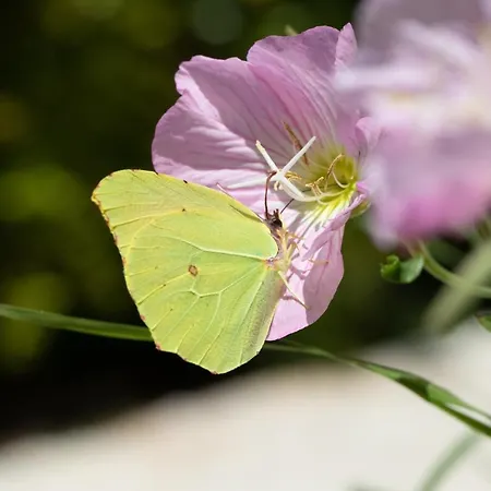 Agallis Corfu Case de vacanță