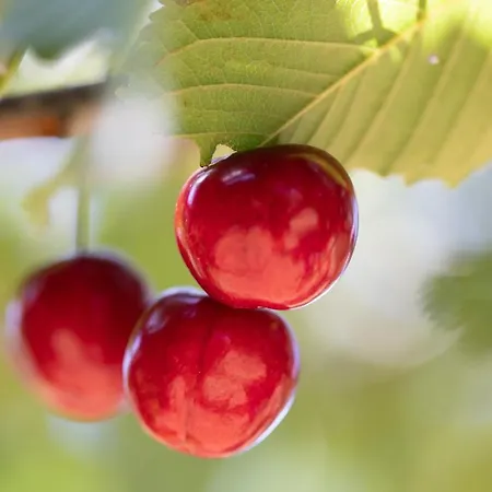 Case de vacanță Agallis Corfu