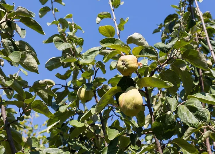 Agallis Corfu * Sokrákion