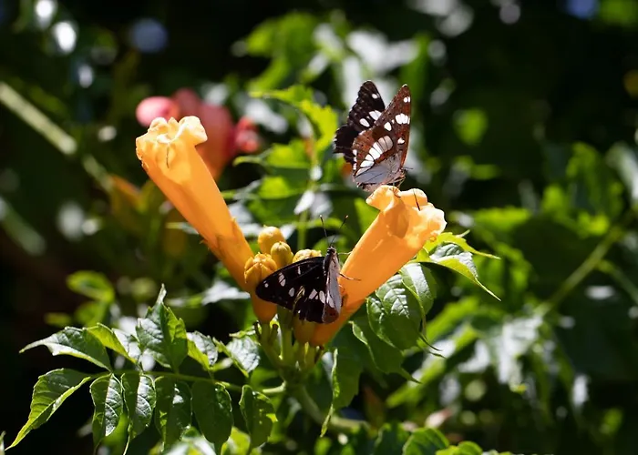 Agallis Corfu Hébergement de vacances *