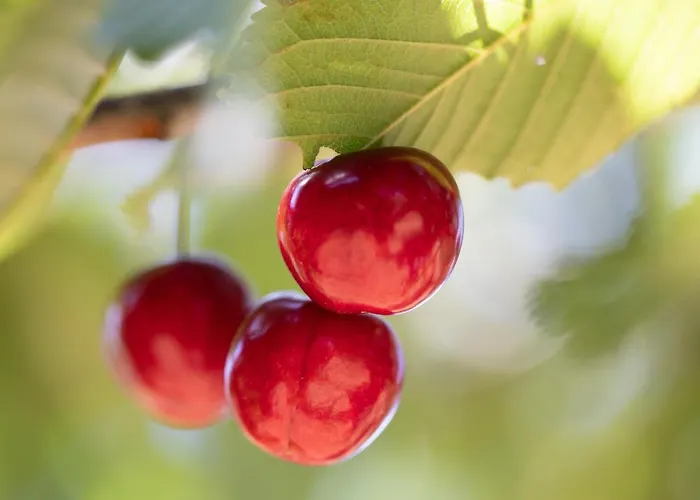 Дом отдыха Agallis Corfu