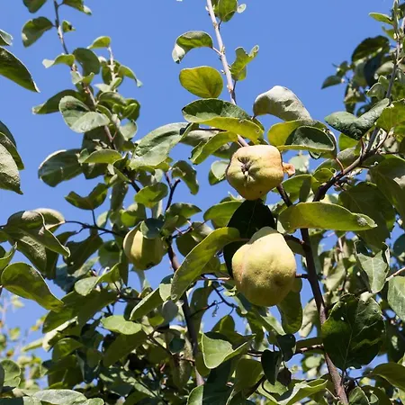 Agallis Corfu * Sokrákion