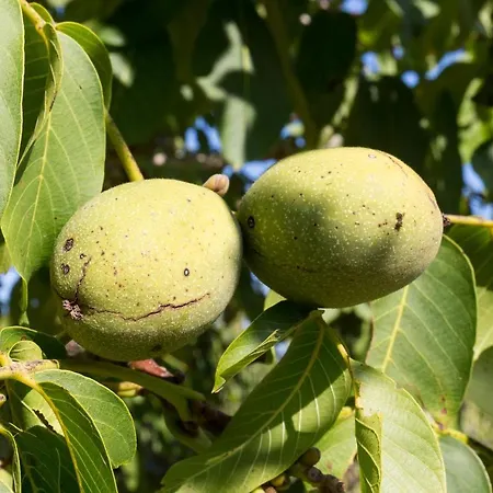 Agallis Corfu Hébergement de vacances *