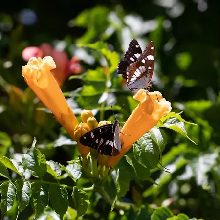 Agallis Corfu Holiday home *