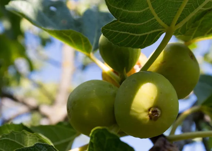 Agallis Corfu 펜션 Sokrákion