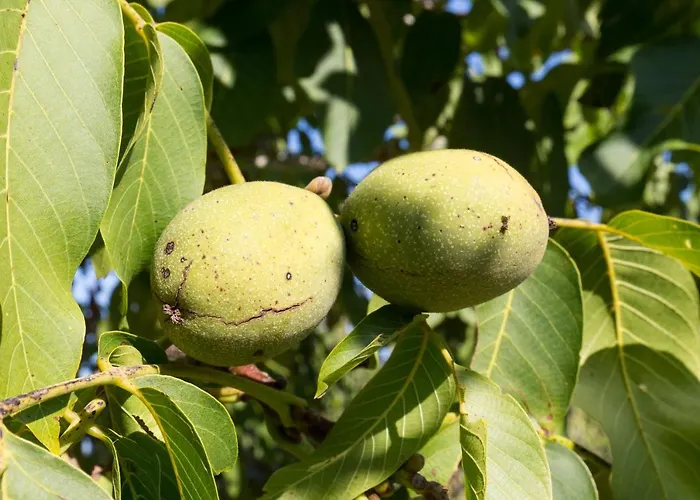 Agallis Corfu 펜션 *