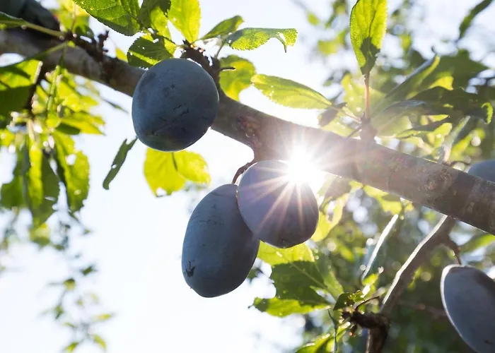 Agallis Corfu 펜션