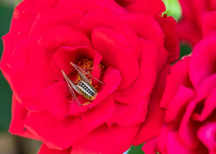 펜션 Agallis Corfu Sokrákion