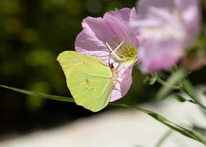 Agallis Corfu 펜션